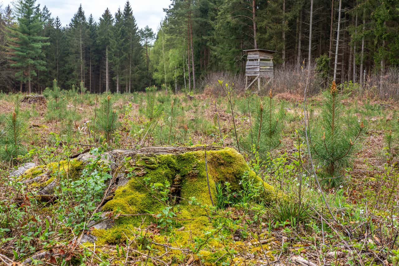Accident insurance premiums are finally falling for forest owners again