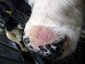Lumpy-Skin-Disease-Auch-eine-Gefahr-f-r-Deutschland-