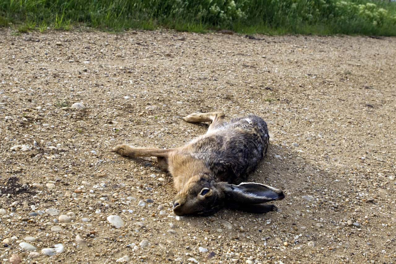 Zecken-bertragen-auch-die-Hasenpest