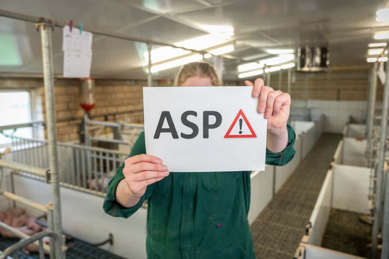 ASP-Nothilfen-f-r-Schweinebetriebe-in-Hessen