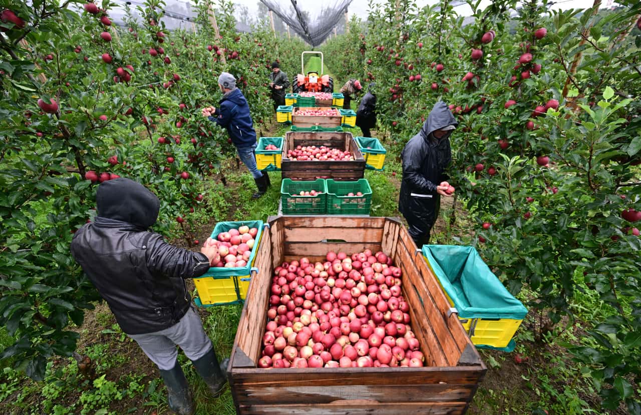 Farmers on the minimum wage: Fair or too expensive?