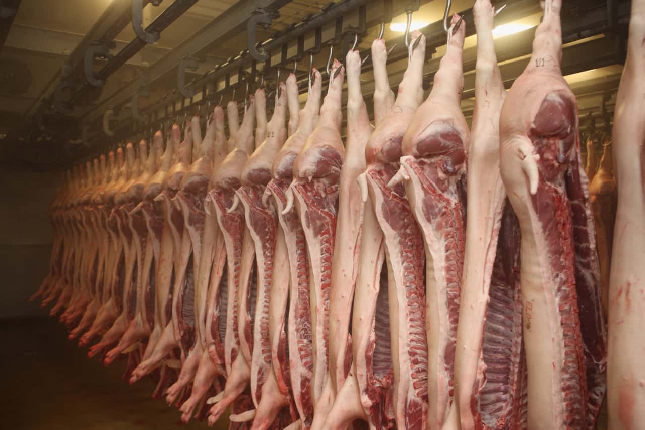 EU-Ausfuhren-von-Schweinefleisch-erholen-sich