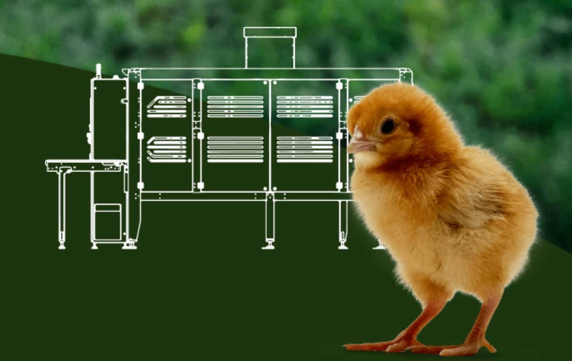 In-Ovo-Sexing-Technologie „Cheggy" erstmals in Brasilien im Einsatz
