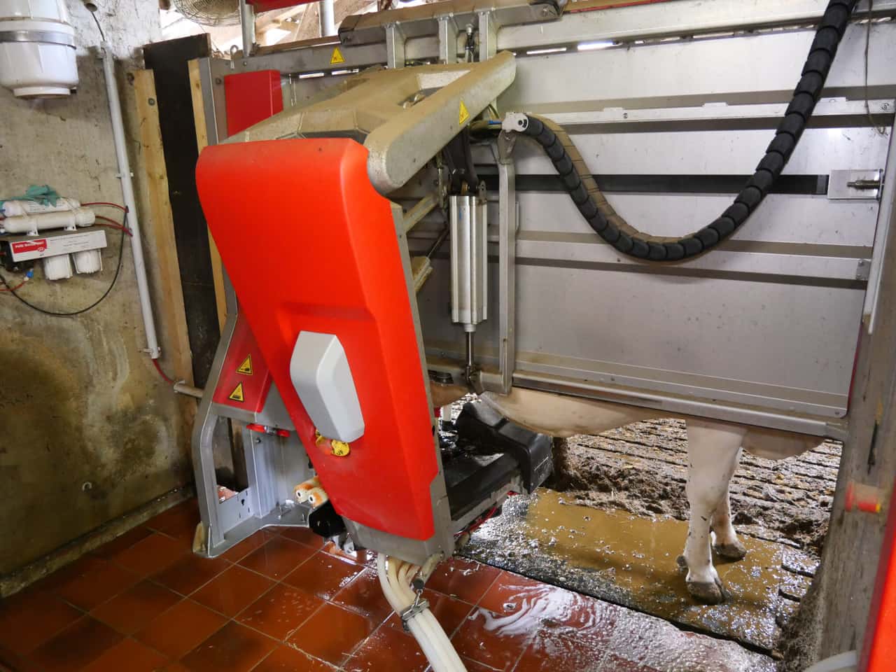 3,000 kg of milk per day from the milking robot