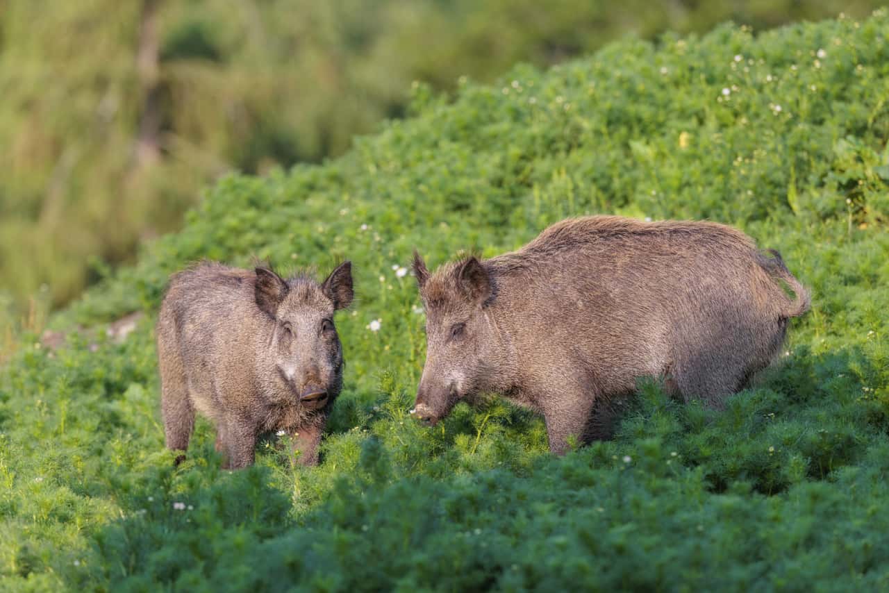 Kalifornischer-J-ger-findet-Wildschweine-mit-blauem-Fleisch