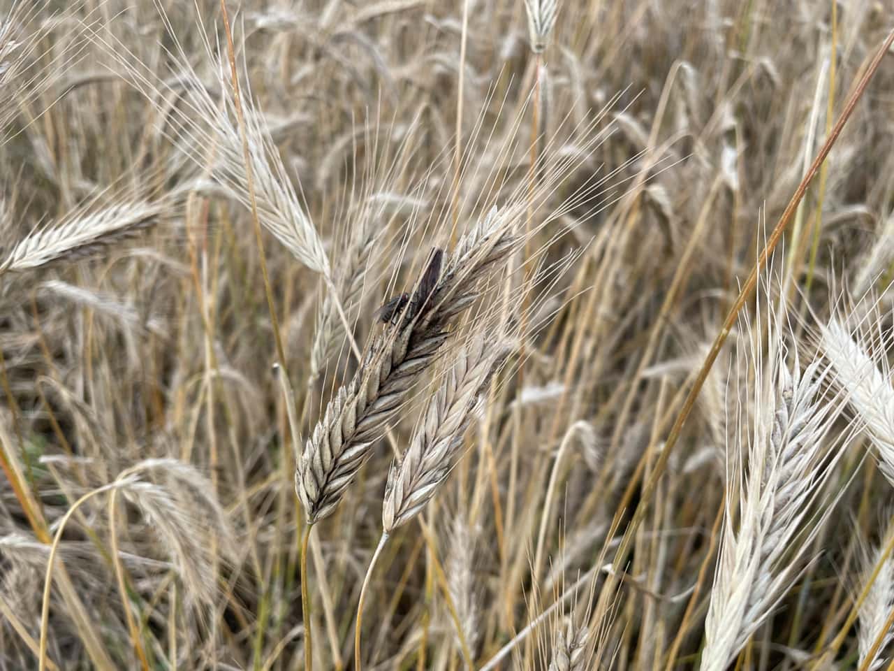 Beware of ergot: What farmers should be aware of