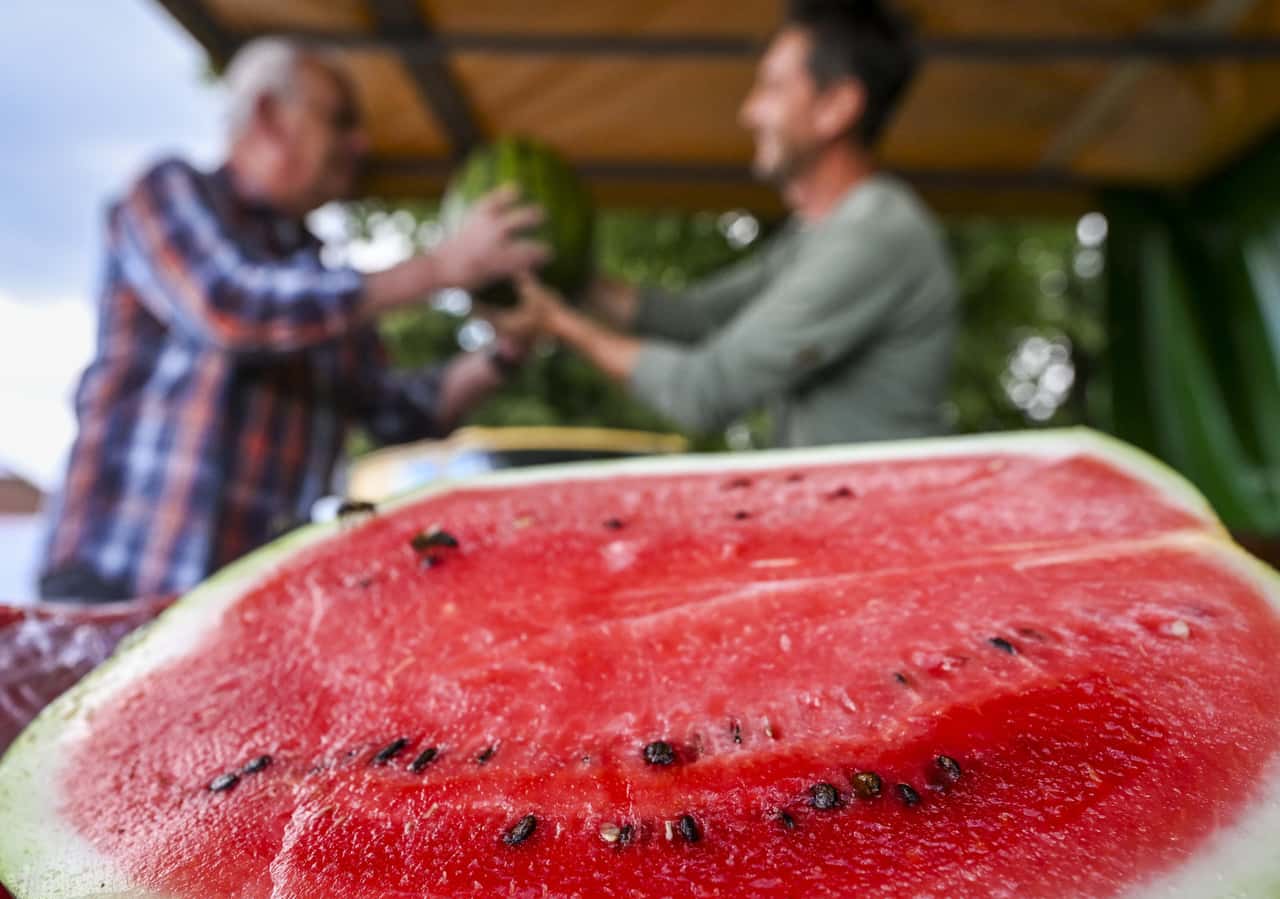 Nur-7-Ct-kg-Italienische-Bauern-vernichten-Wassermelonen