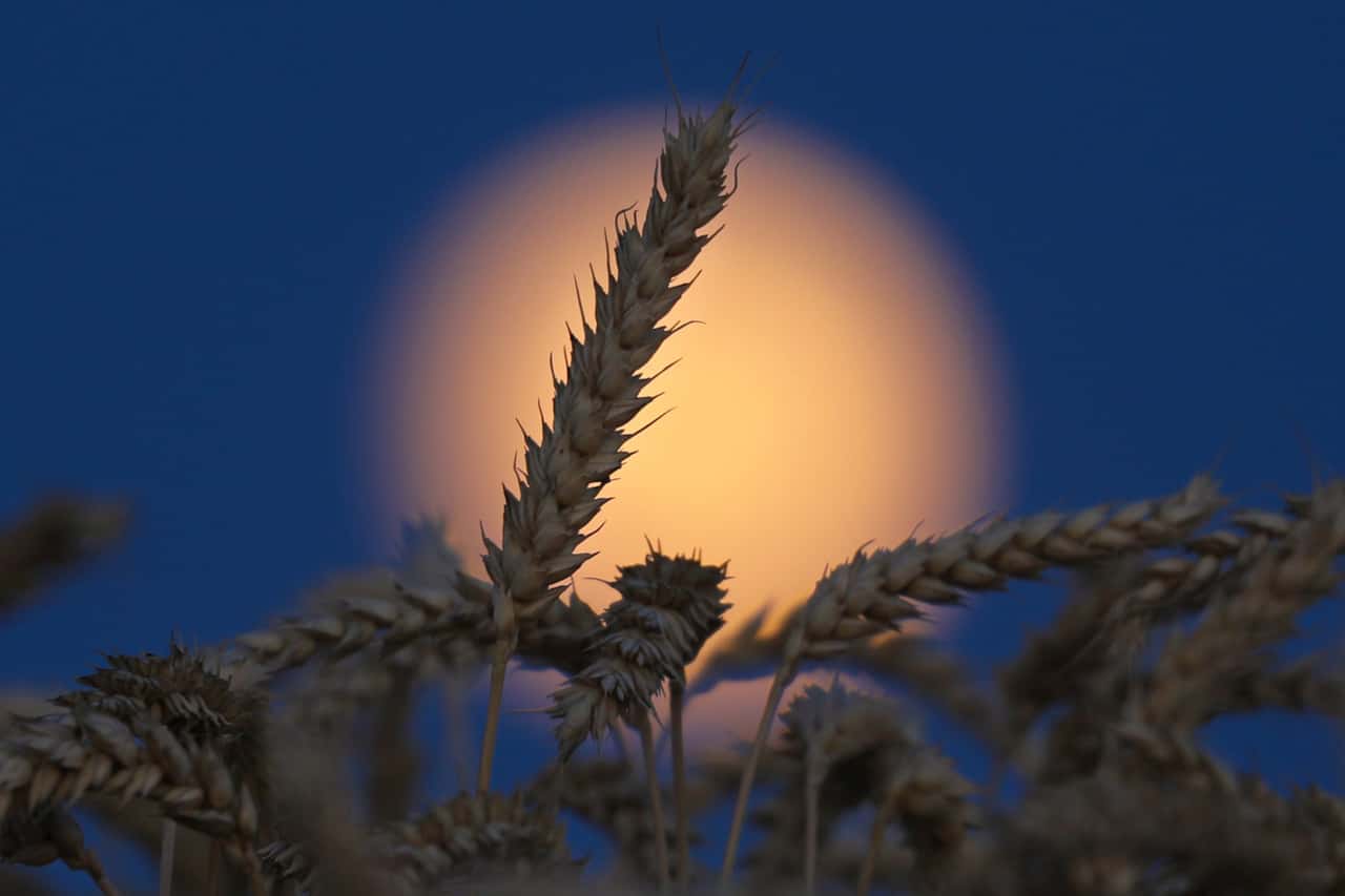 Was-den-Vollmond-im-August-zum-Erntemond-macht