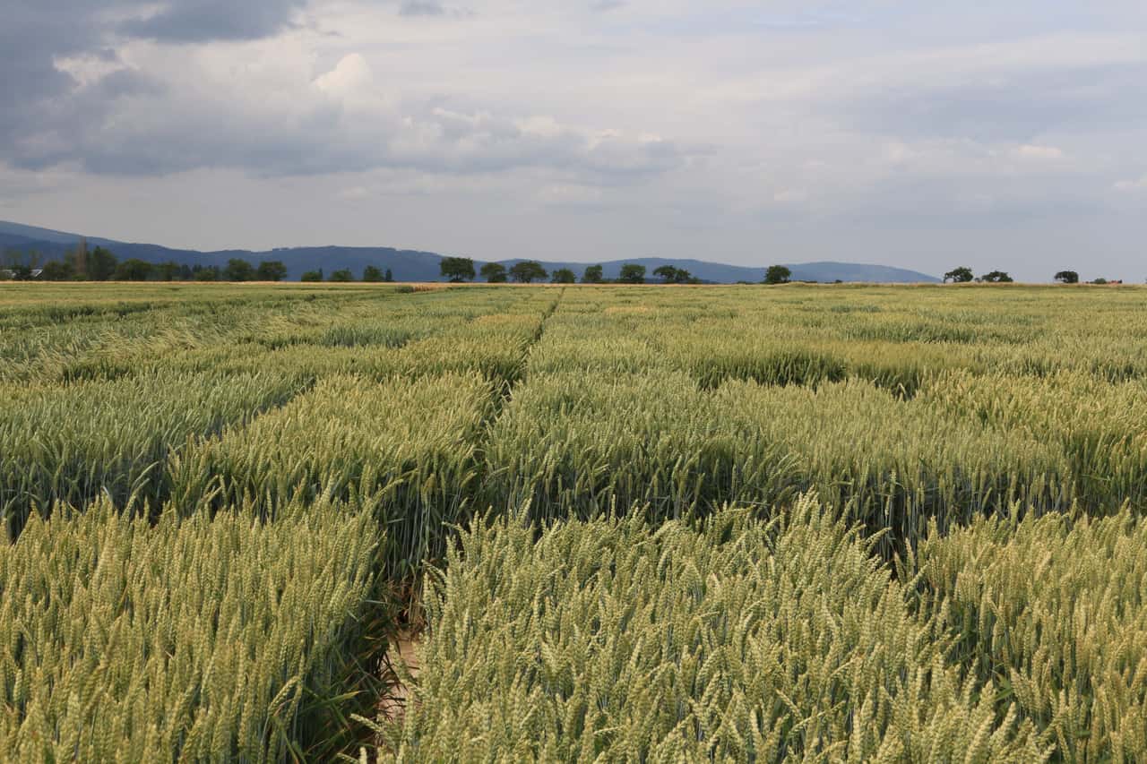 Winter wheat: The favorites for the south
