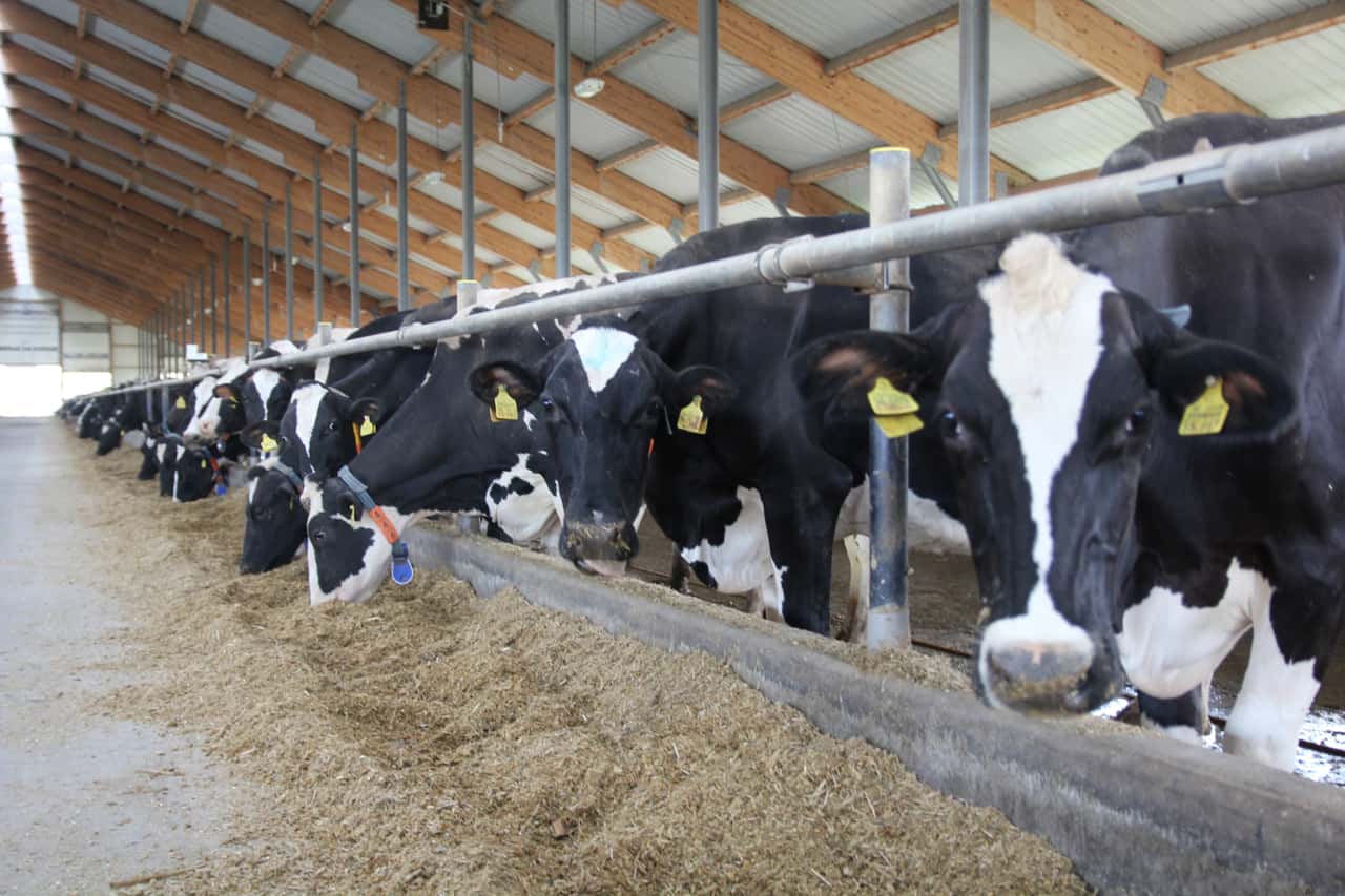 New vaccine against FMD in cattle is promising