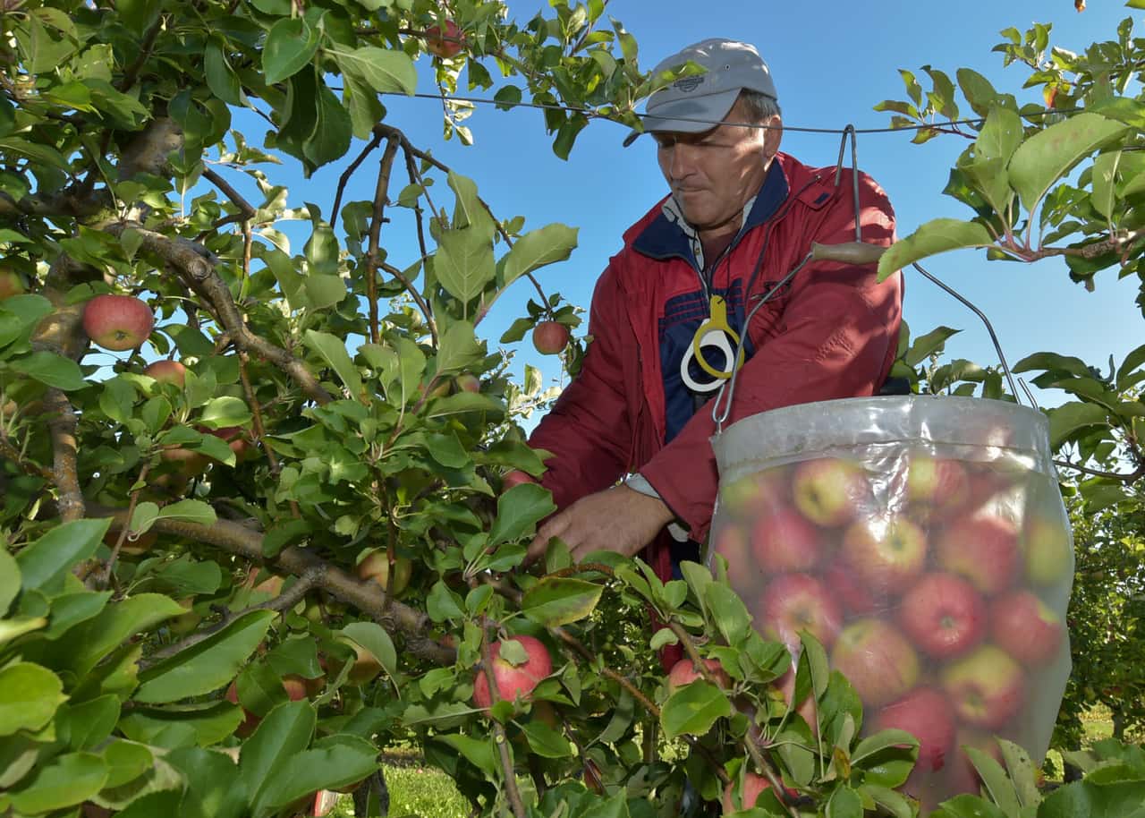 90-Tage-Regelung-f-r-Obst-und-Gem-sebetriebe-geplant-Verb-nde-haben-Einw-nde