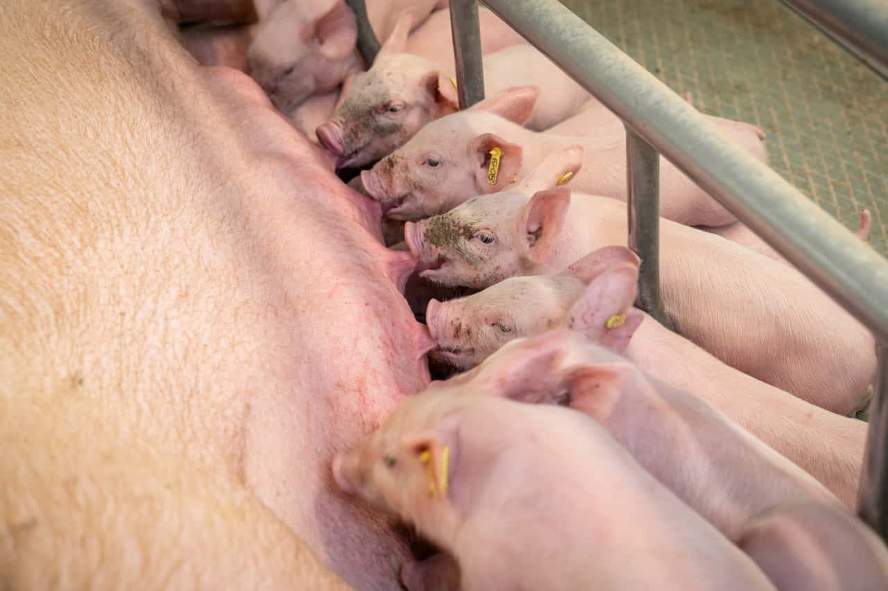 Ferkel-Zeitweise-st-rker-gefragt