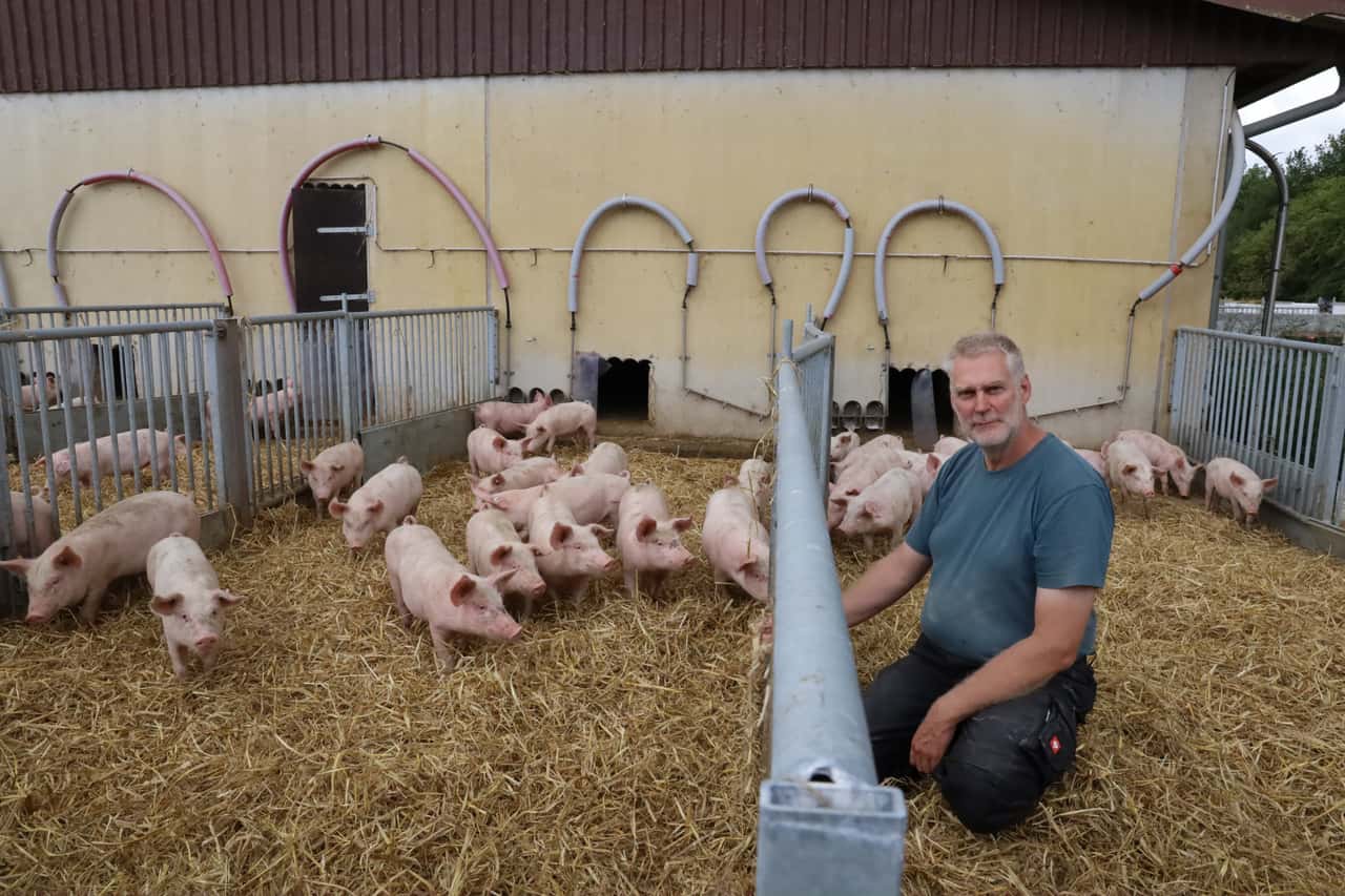 Wie dieser Landwirt erfolgreich Bioferkel produziert