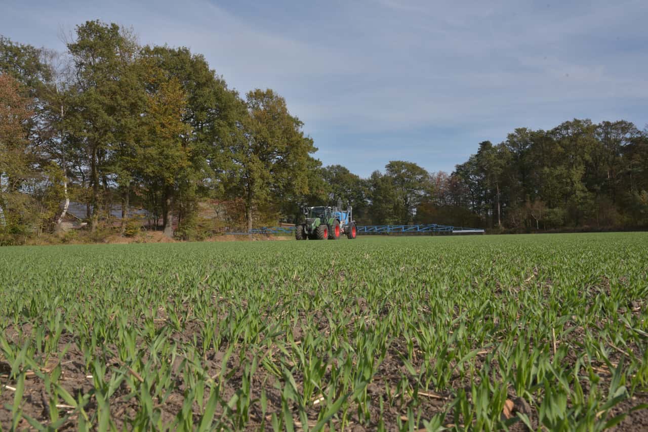 Grain without gaps: Tips for strong and healthy crops