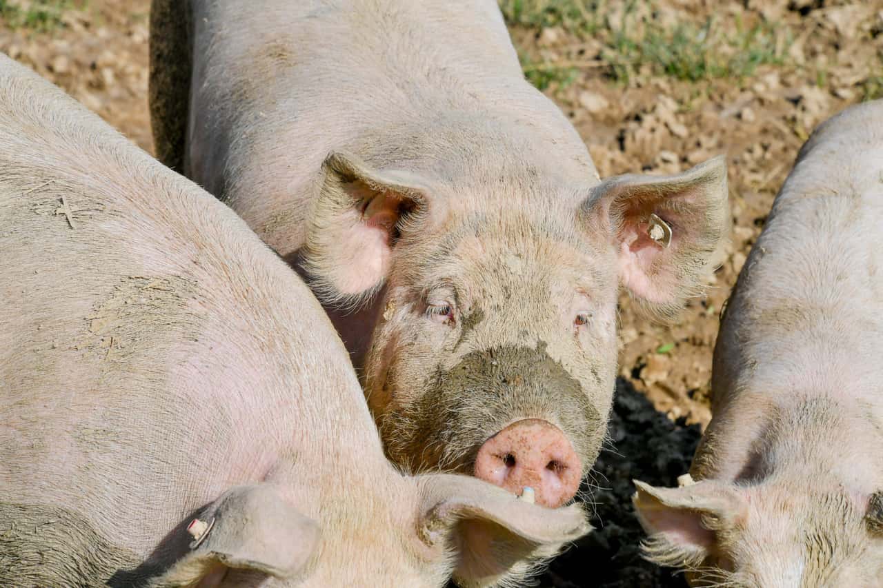 Brucellosis outbreak in pigs in Denmark
