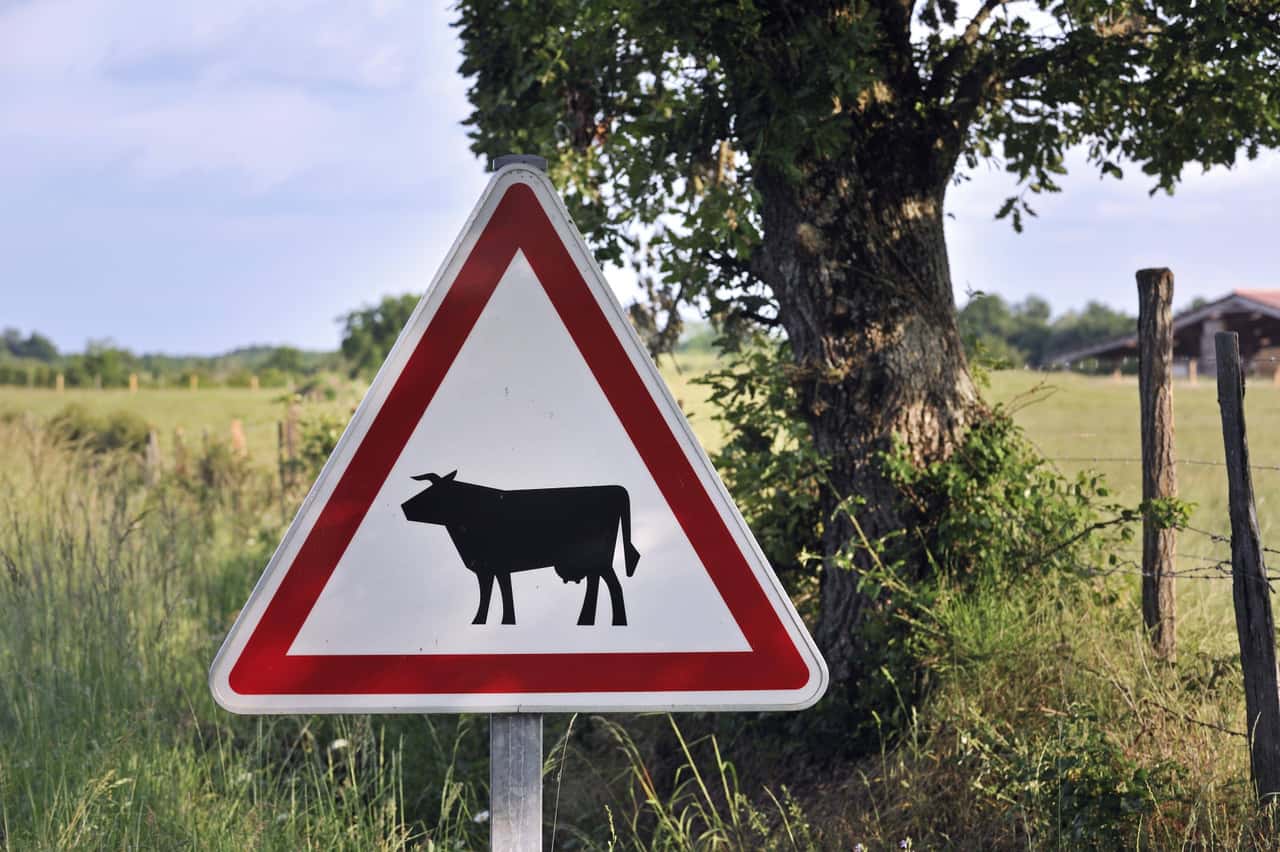 Auto-f-hrt-auf-der-Stra-e-Rind-an