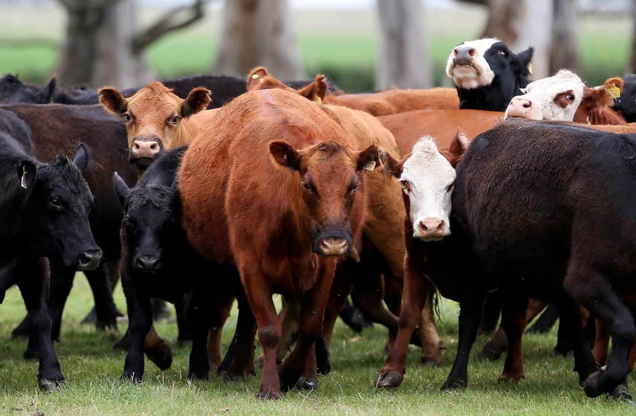 Landwirtschaft-lehnt-Mercosur-Abkommen-weiter-ab