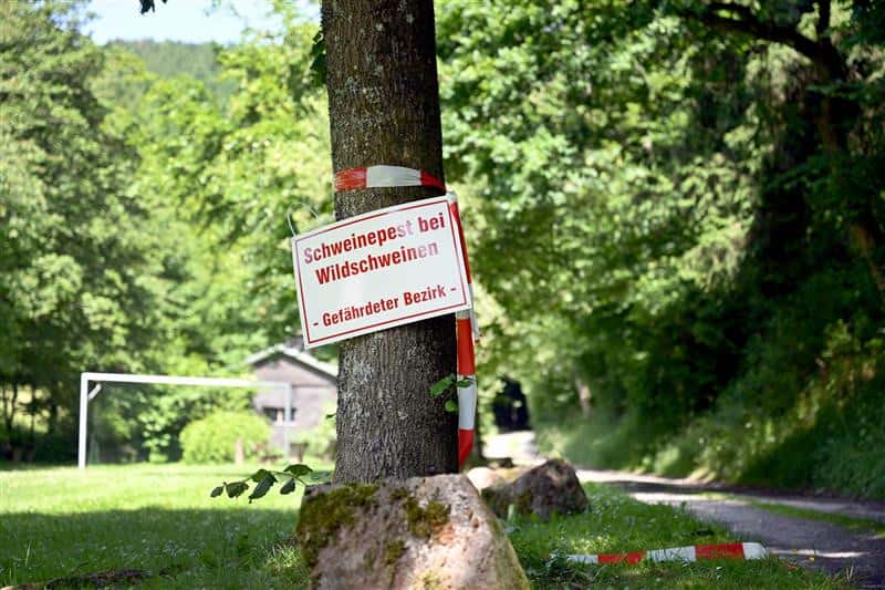 Five years of ASF: Contained but not defeated