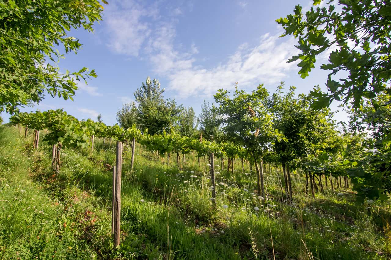 Vitiforst: Bäume im Weinberg bringen wichtige Vorteile
