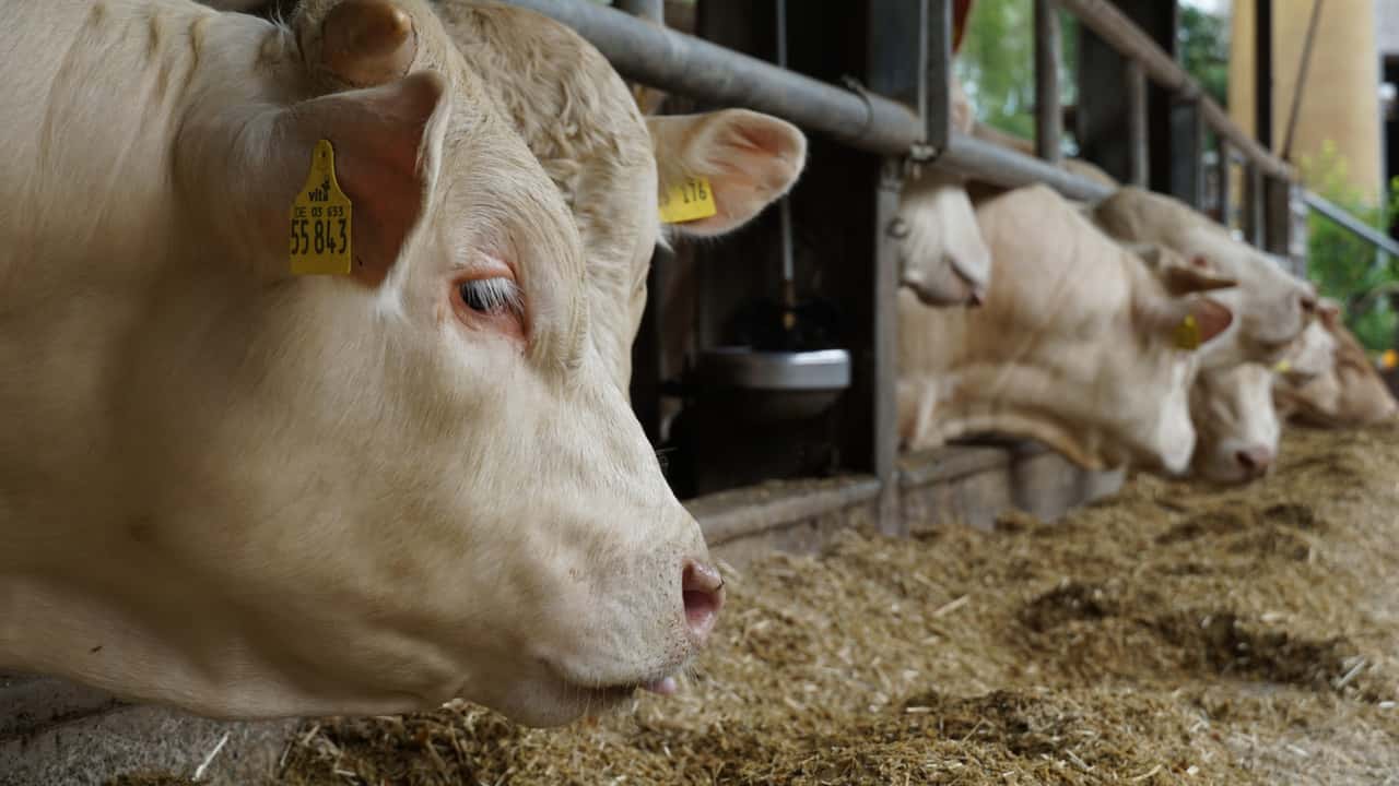 Europa erzeugt immer weniger Rindfleisch | top agrar
