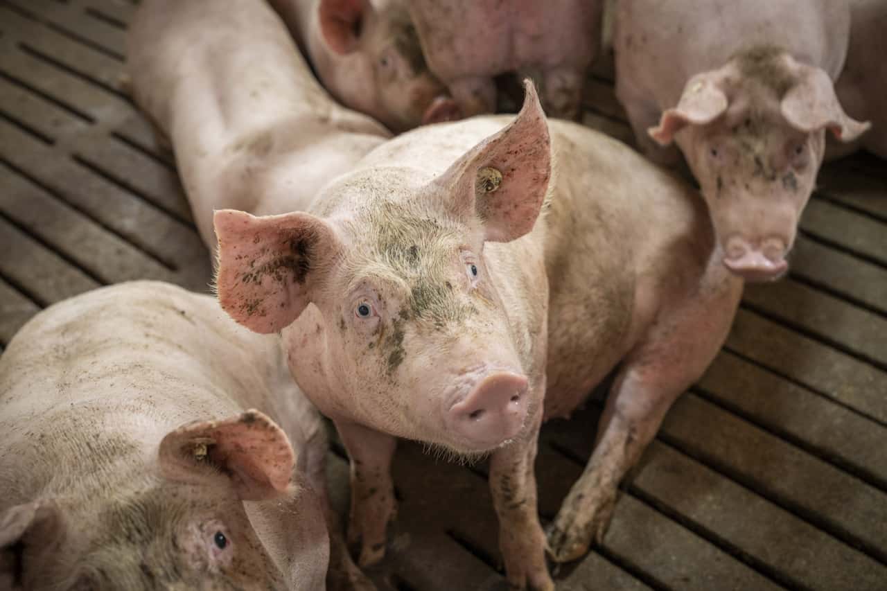 ASP-in-Hessen-Wie-ist-die-Lage-bei-den-Schweinehaltern-