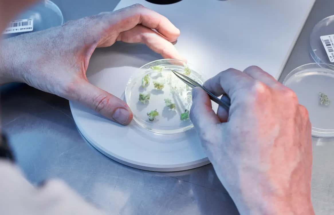 KWS-und-Shunfeng-Bio-unterzeichnen-Lizenzvereinbarung-f-r-Genome-Editing