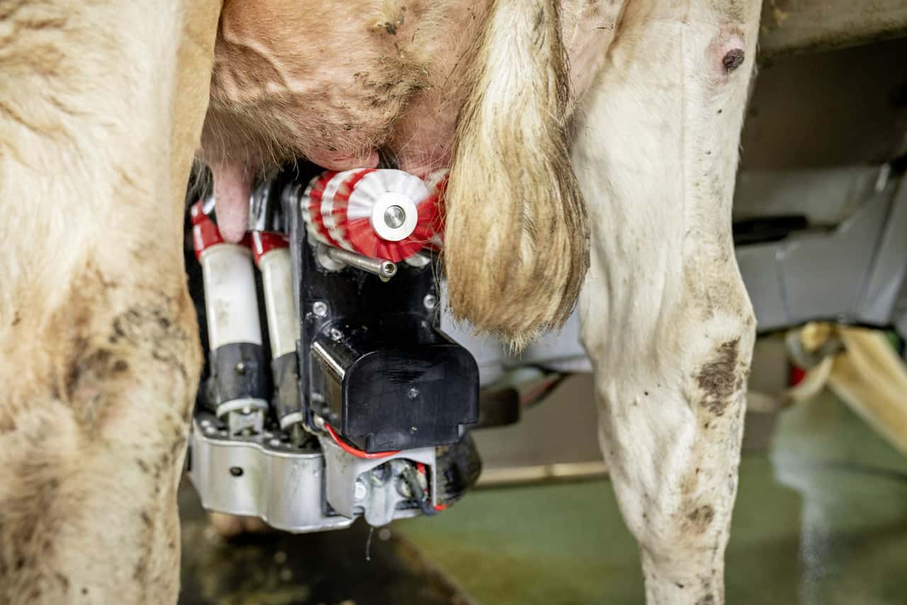 Milking robots: Don't forget to check your teats!
