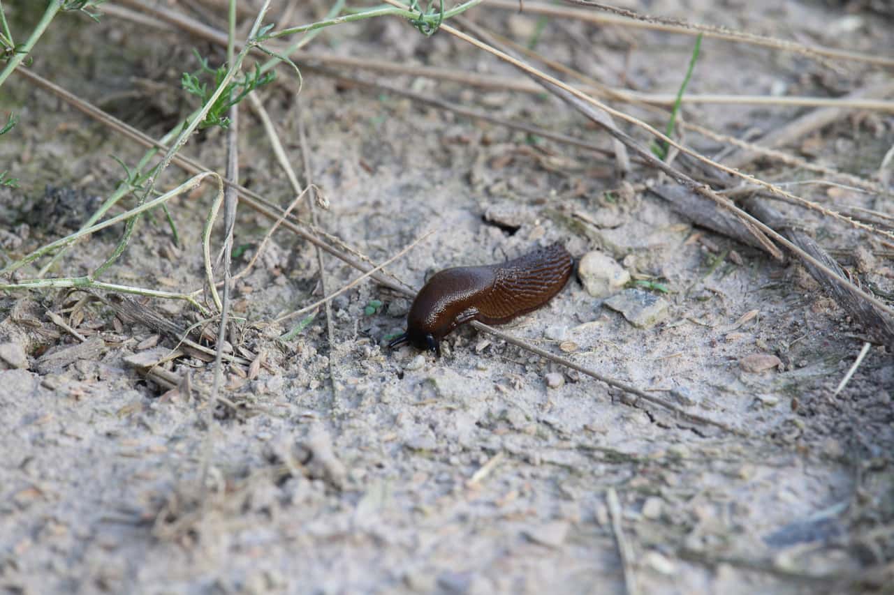 Getreide-Schnecken-schon-vor-der-Aussaat-bek-mpfen