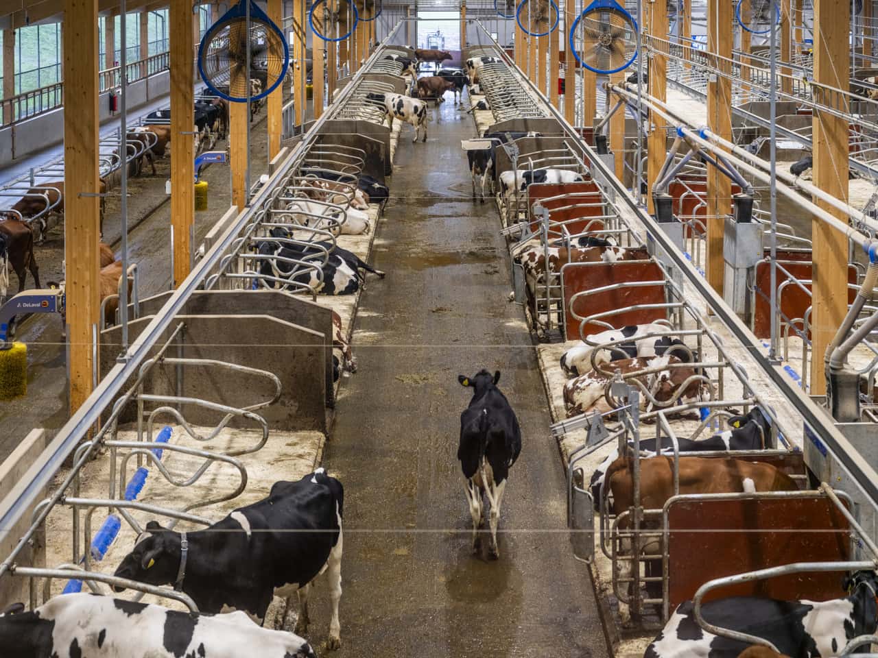 DeLaval-erweitert-Hamra-Farm-Roboter-steigern-Effizienz-und-Tierwohl
