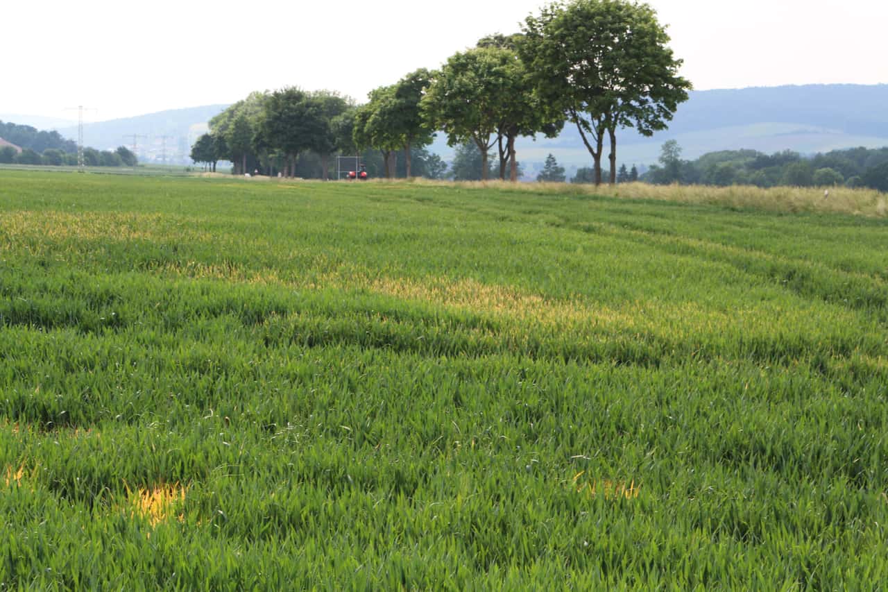 How to prevent viruses in grain