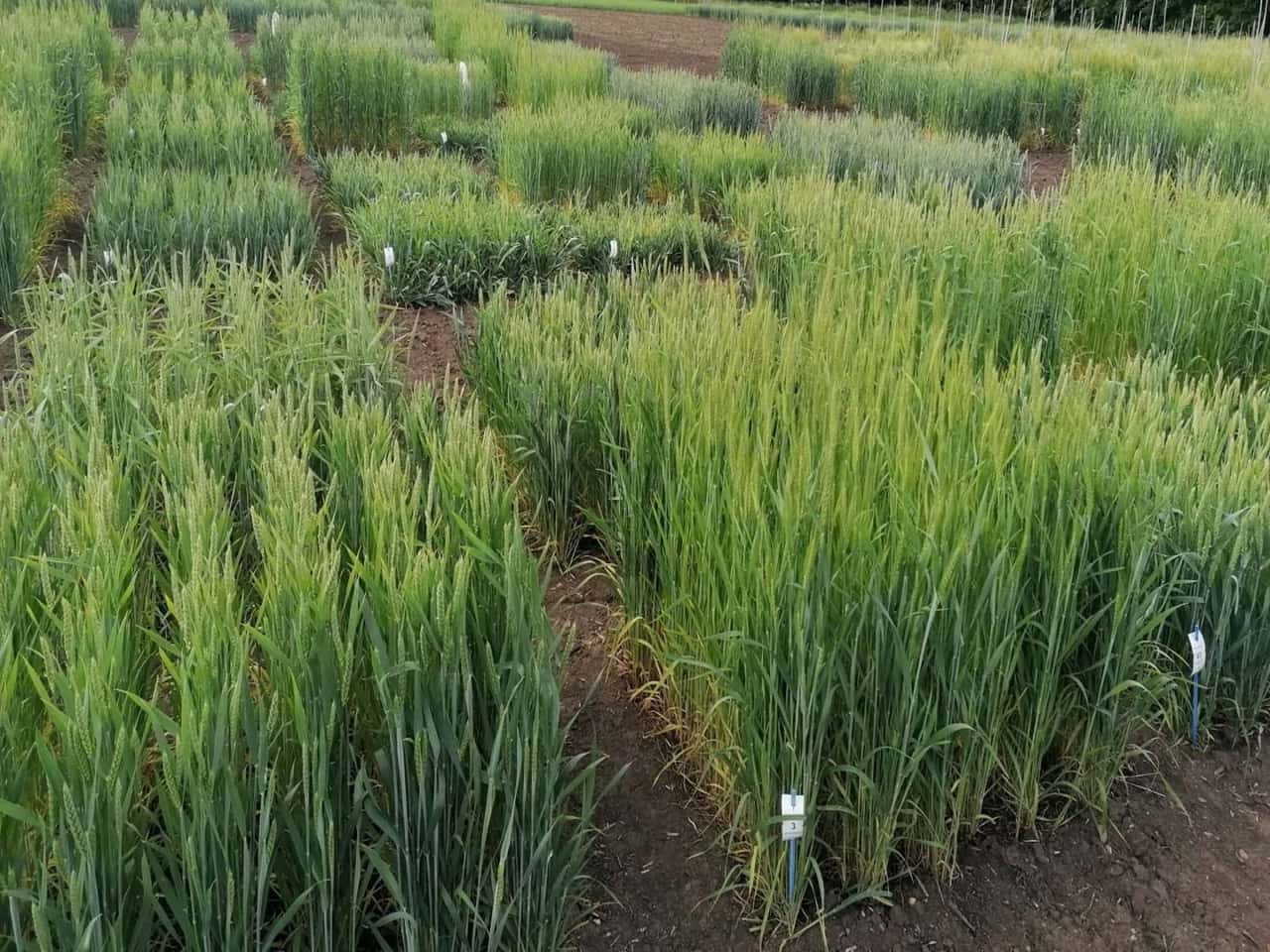 Zwergwuchs-bei-Weizen-verschlechtert-Gluten-Zusammensetzung-und-Backqualit-t