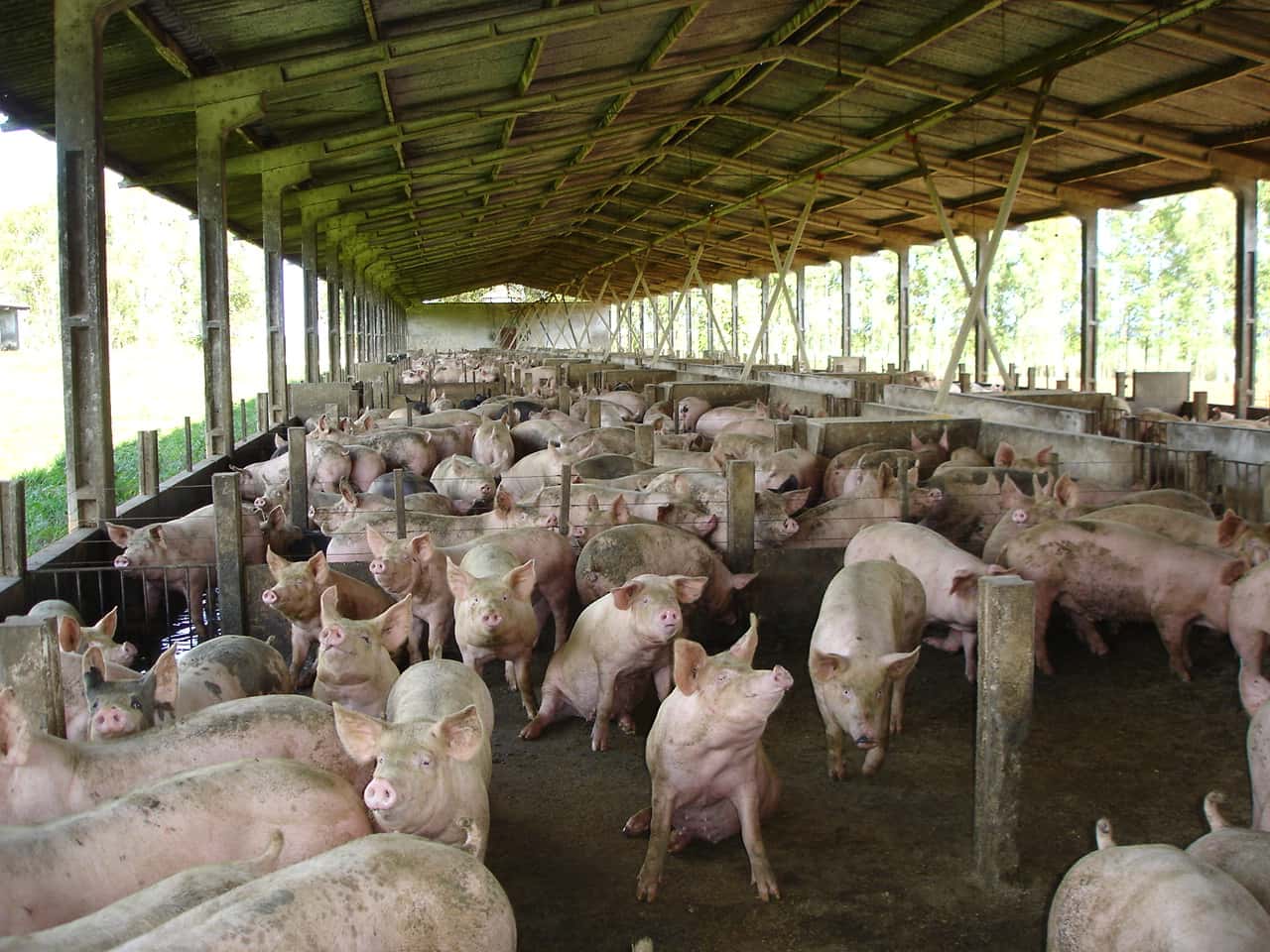 Brasilien-wird-zur-Schweinefleisch-Gro-macht