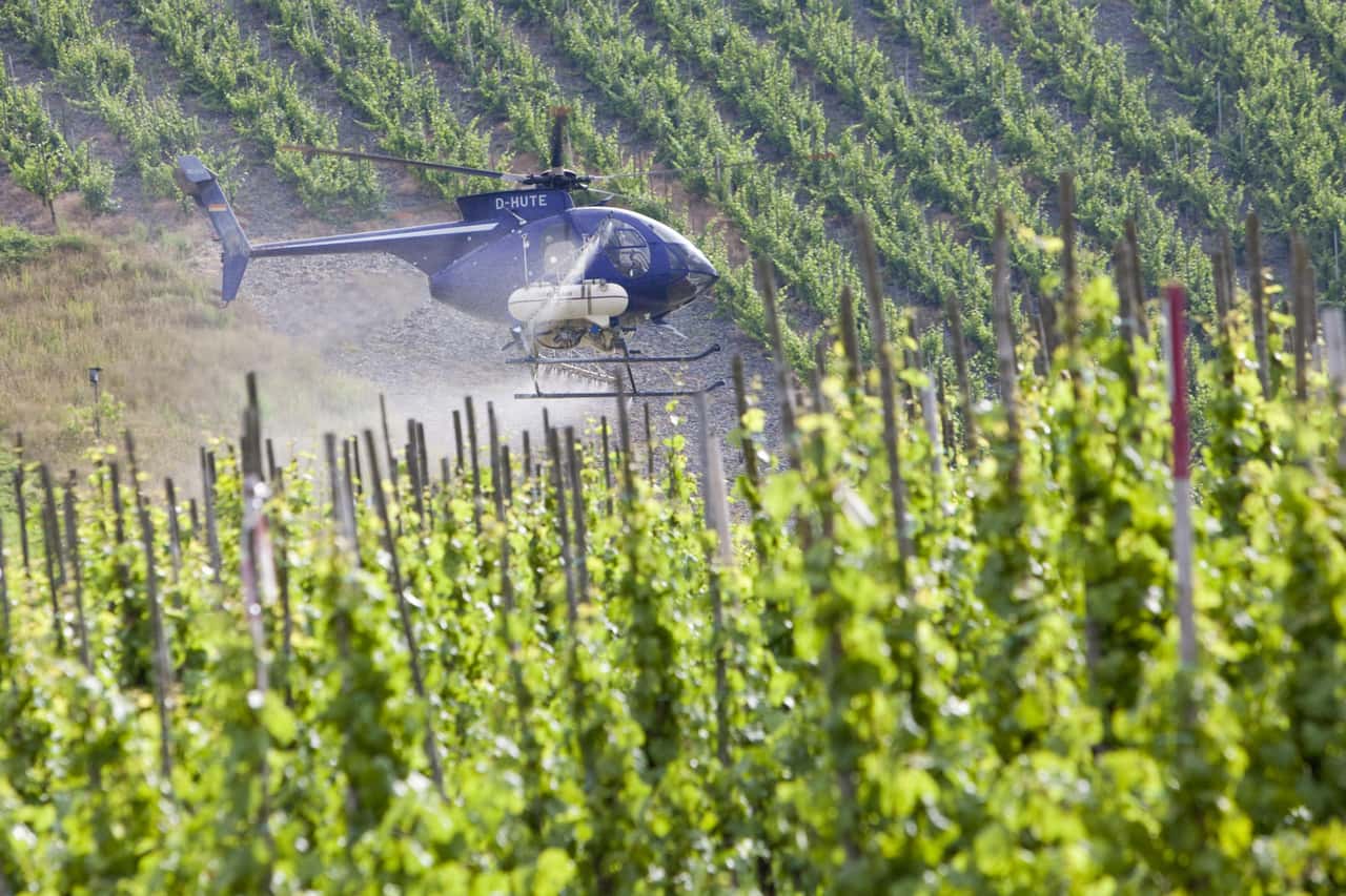 Rainer will Backpulver als Grundstoff im Weinbau-Pflanzenschutz erhalten