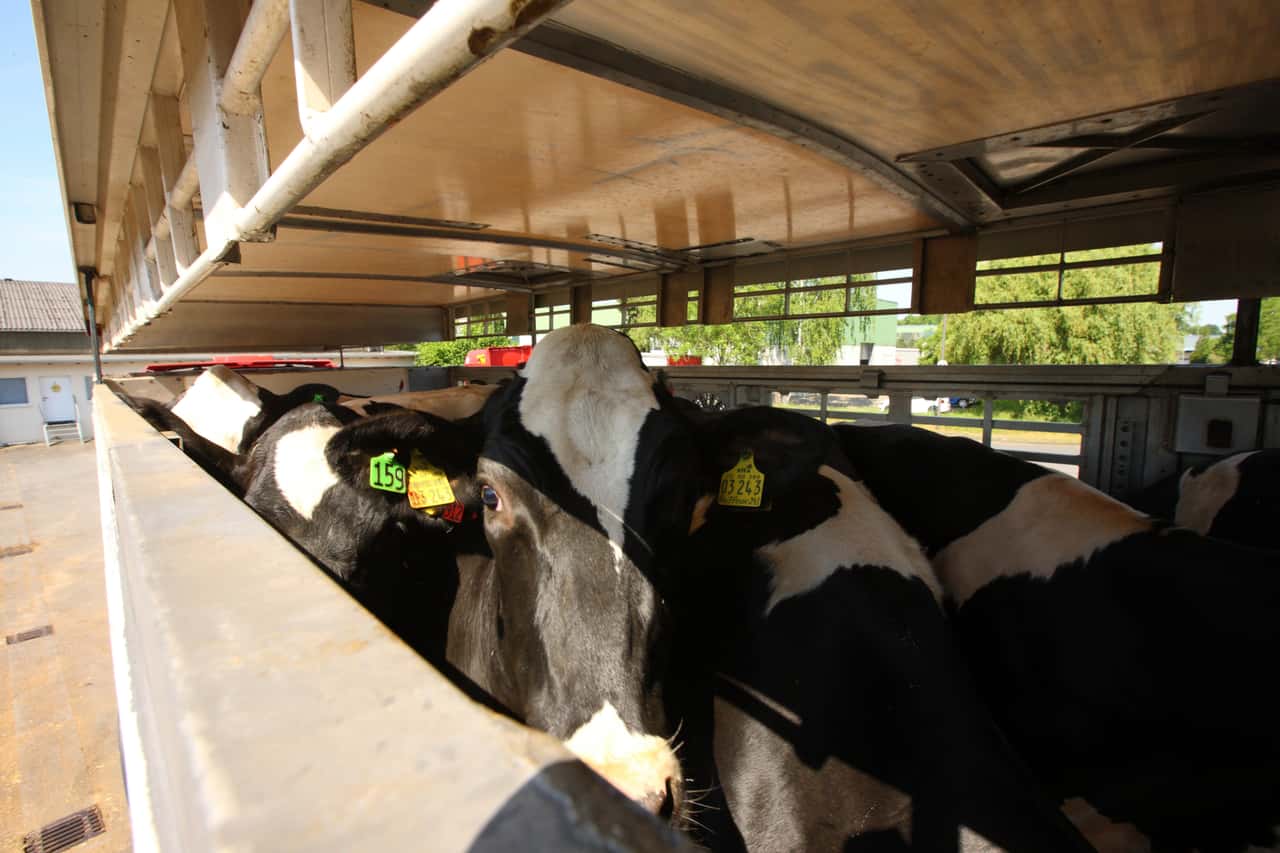 Animal exports to third countries: Federal states call for stricter rules