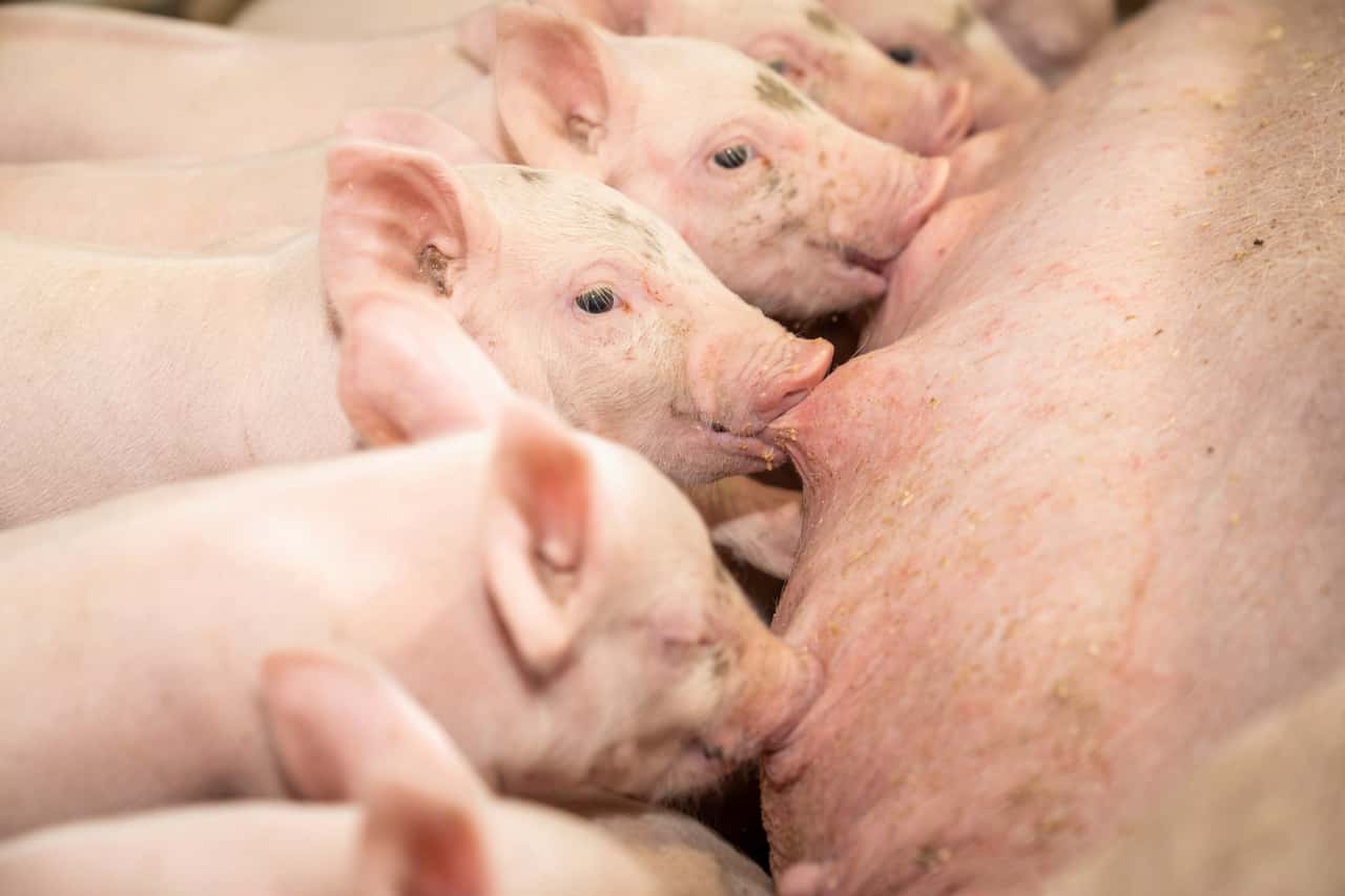 Ferkelerzeuger fordern bessere Vorbereitung auf Jahreswechsel