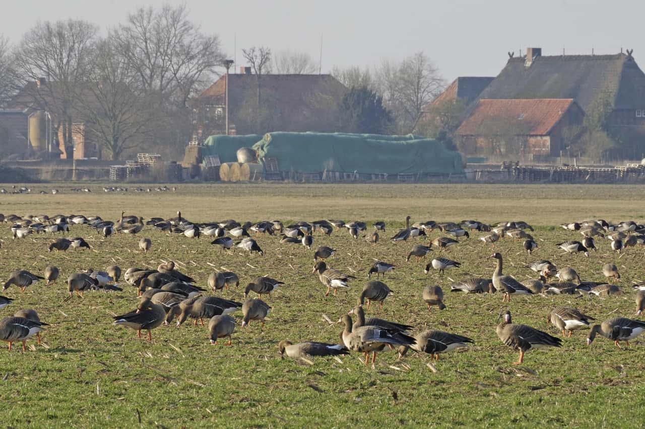 Massive goose damage: Amrum farmer calls for help