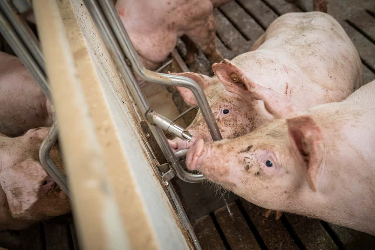 Der-Schweinepreis-st-rzt-ab