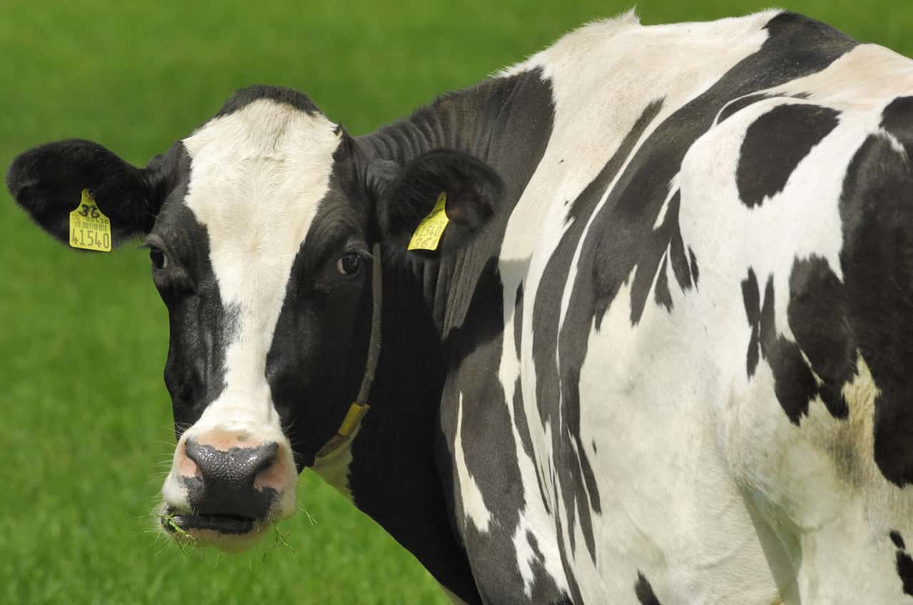 Too general - | Galileo report angers farmers