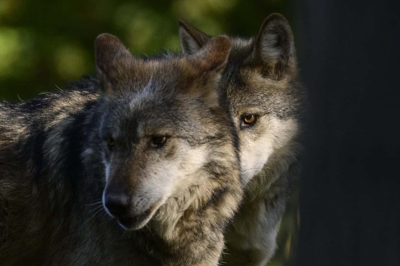 Problem wolf: Court approves shooting in Lower Saxony for the first time