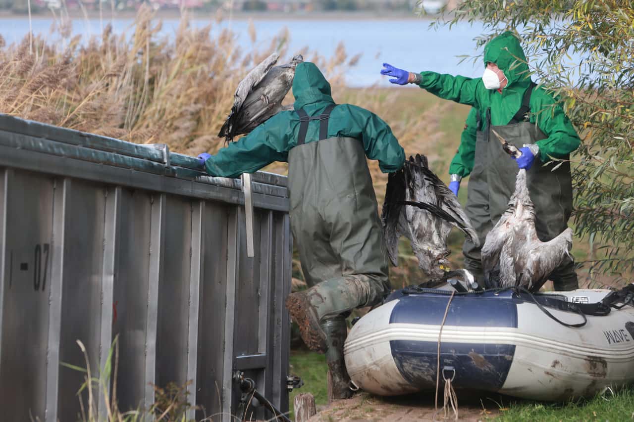 FLI sets avian influenza risk level high - more and more cranes infected