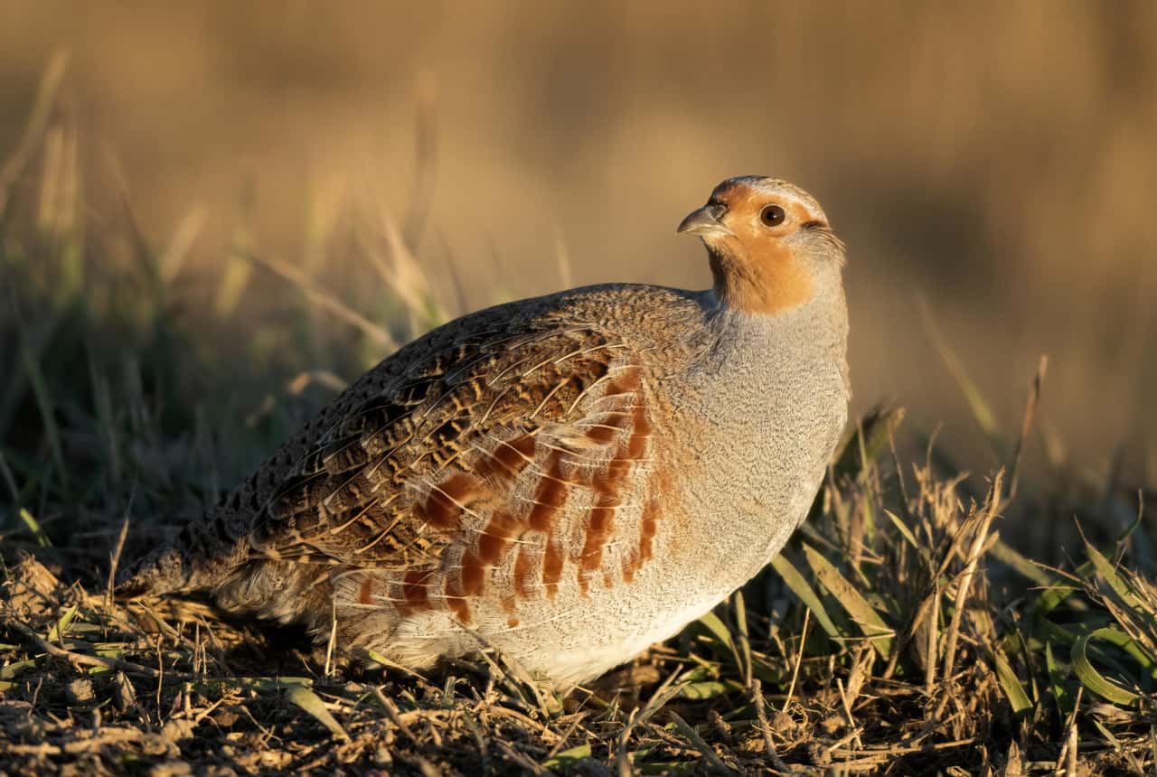 Farmers should know the partridge as Bird of the Year 2026