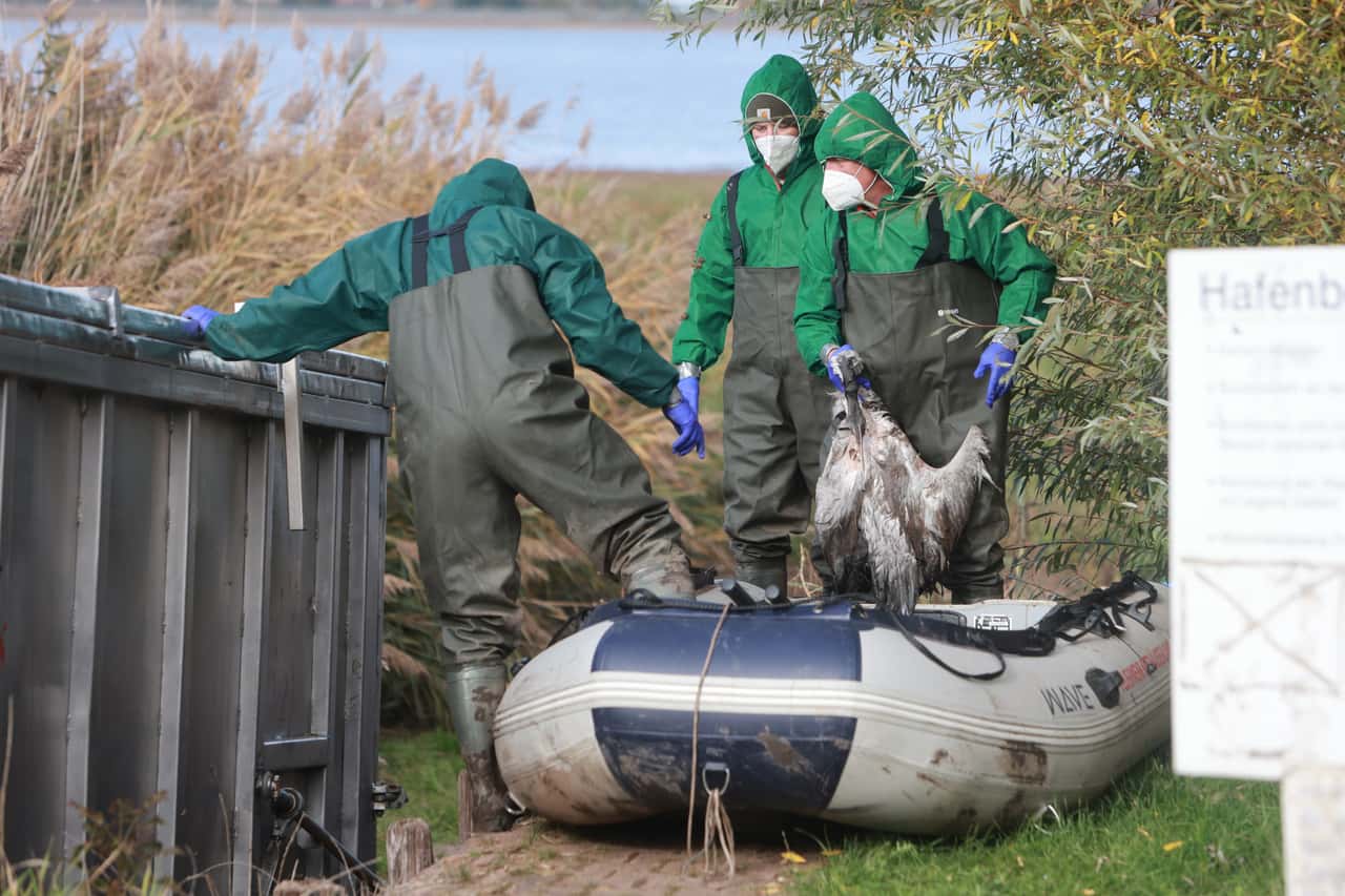 Avian flu is reaching threatening proportions among cranes in Brandenburg