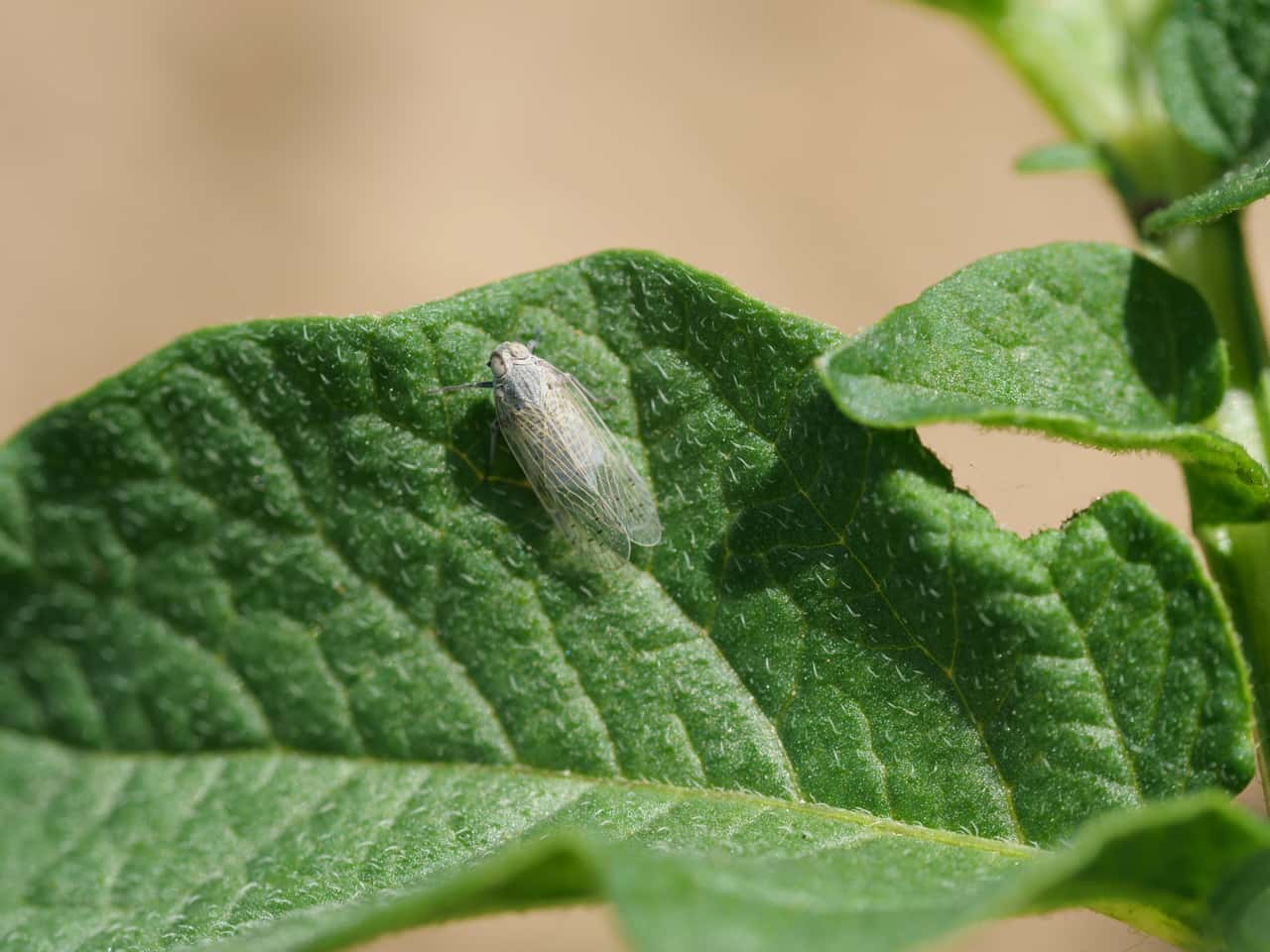 Reed glasswing: A threat to Europe's harvests?