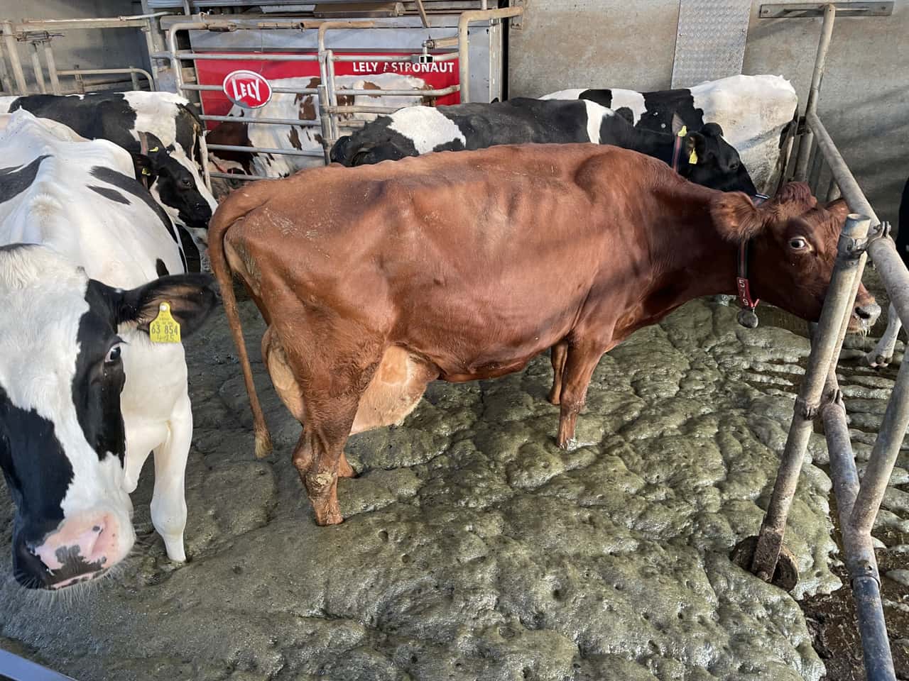 Wie-zwei-Landwirte-das-Problem-sch-umender-G-lle-gel-st-haben