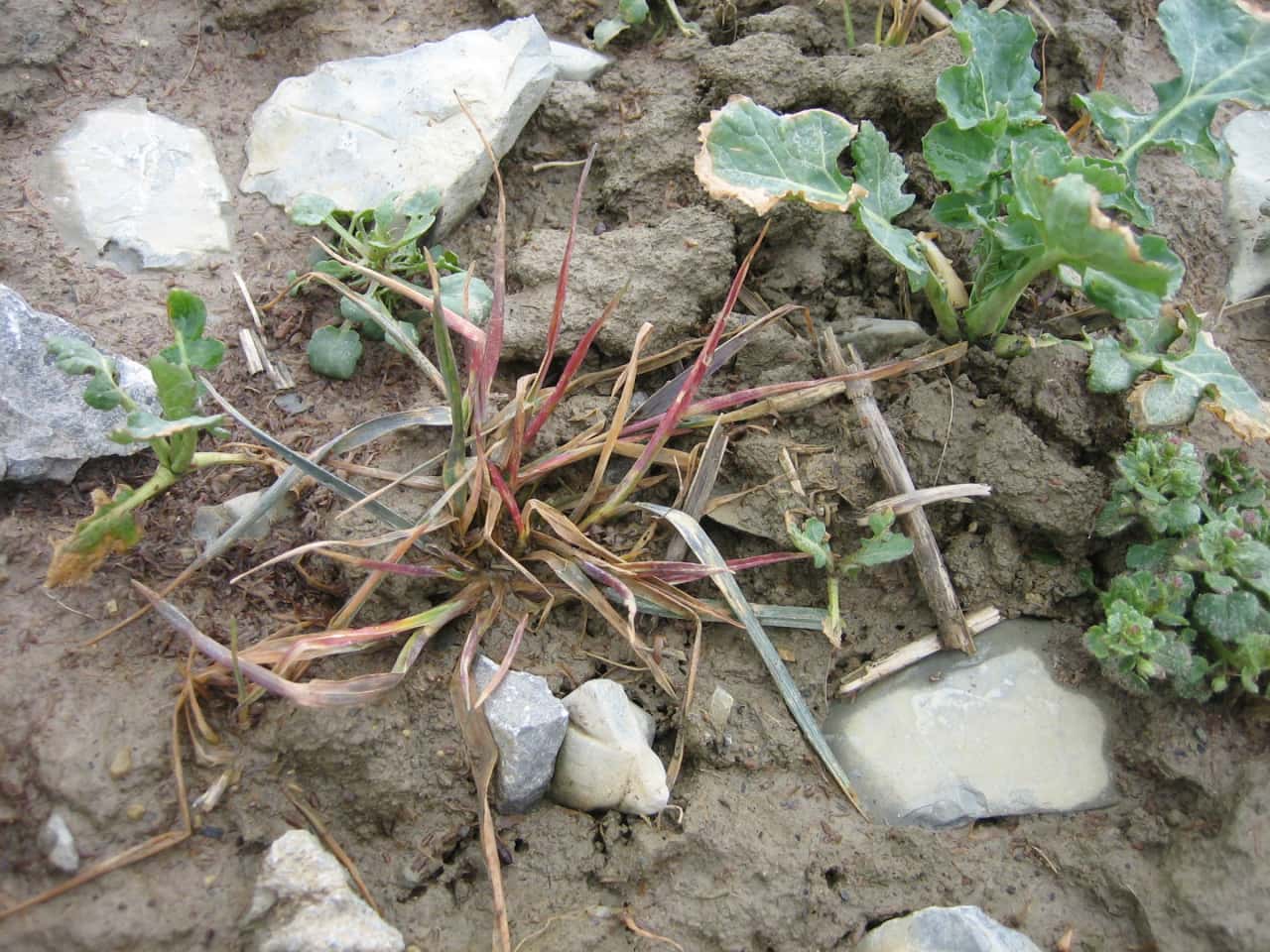 Wann-ist-der-richtige-Zeitpunkt-f-r-den-Propyzamid-Einsatz-im-Raps-