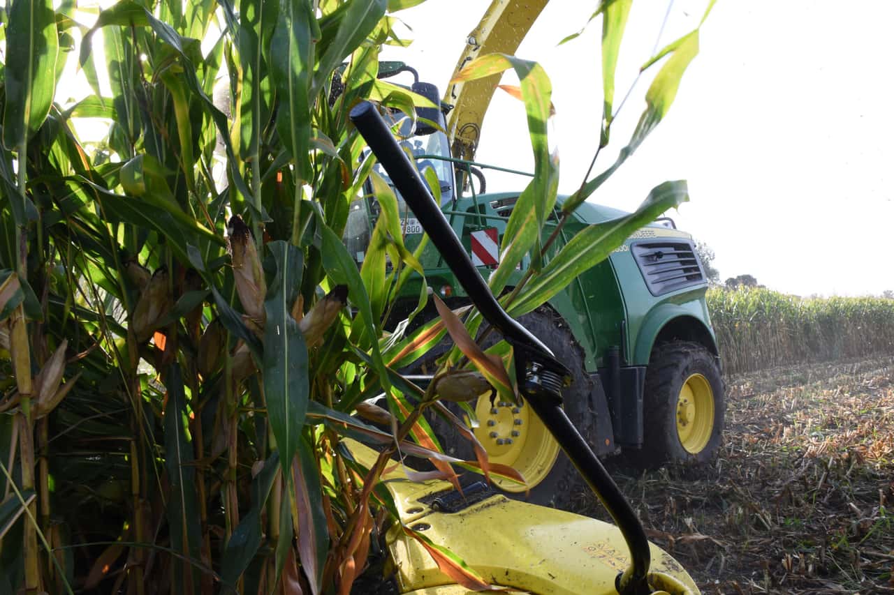 Fl-chenertr-ge-von-Silomais-gesunken