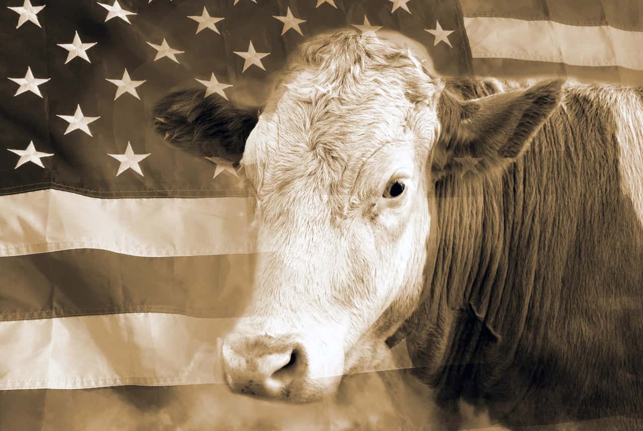 Hohe-Rindfleischpreise-in-den-USA-werden-Trump-gef-hrlich