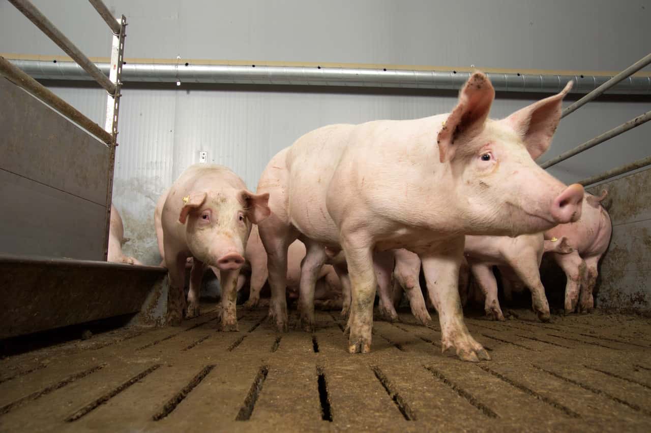 -Halbe-Eber-und-authentische-Geschichten-st-rken-regionale-Vermarktung