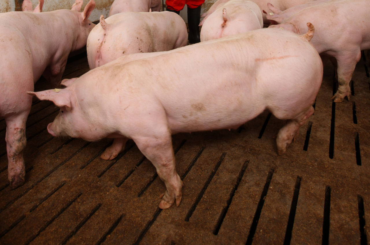 Landwirt-verliert-nach-Tierschutzverst-en-QS-Zertifizierung