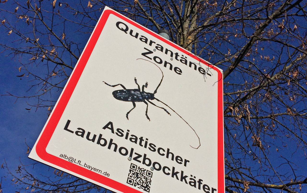 Asiatischer-Laubholzbockk-fer-in-Magdeburger-Quarant-nezone-erneut-best-tigt